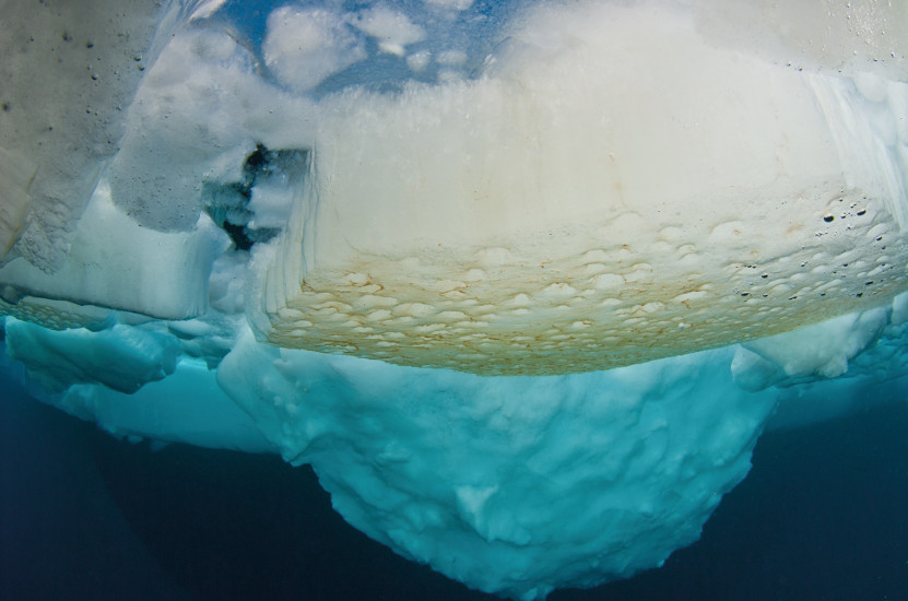 Algas marinas recubren la parte inferior del hielo en el Ártico. © P. Leopold