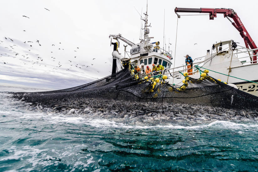 Pesca del arenque en las costas del norte de Noruega. © Norwegian Seafood Council