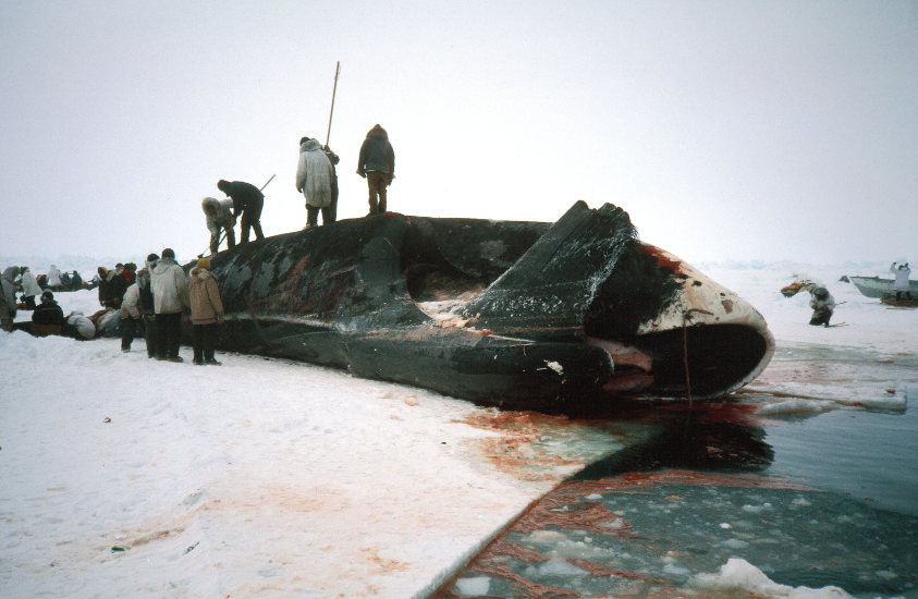 Captura de una ballena boreal. © B.P. Kelly