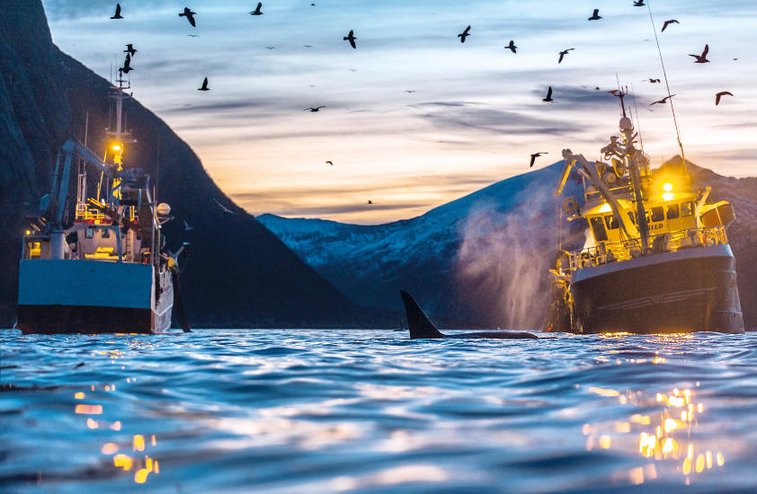 Barcos de pesca del norte de Noruega compiten con ballenas hambrientas por los recursos. © A. Rikardsen