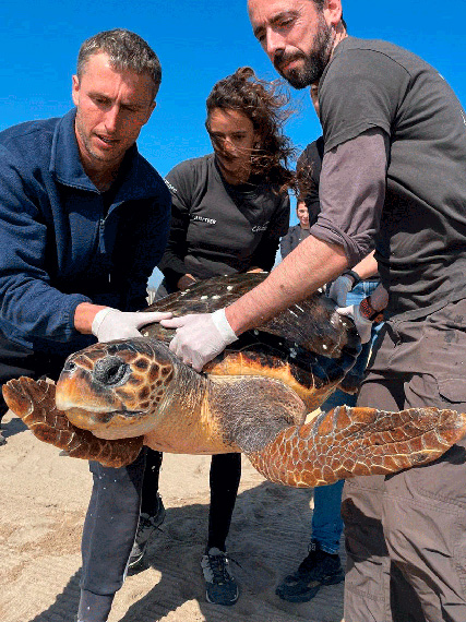 Tres trabajadores de la Fundación para la Conservación y Recuperación de Animales Marinos con una tortuga