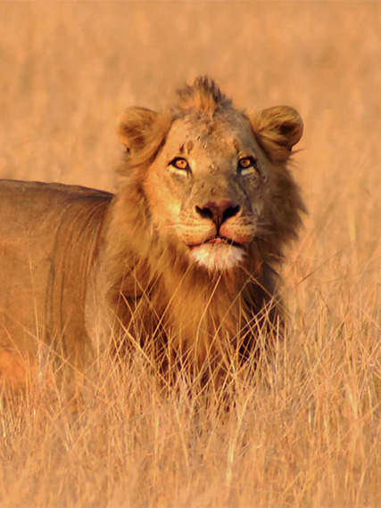 Un león en el Parque Nacional de Gorongosa en Mozambique